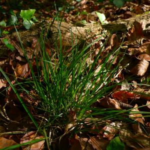  - Carex pilulifera subsp. pilulifera