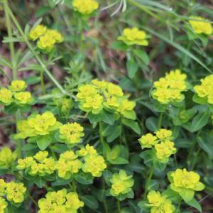 Photographie n°2863715 du taxon Euphorbia flavicoma subsp. verrucosa (Fiori) Pignatti [1973]