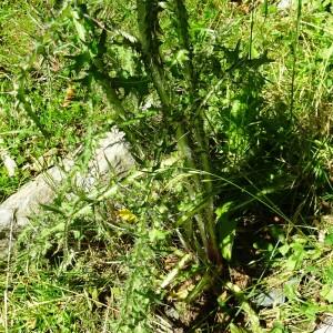 Photographie n°2863752 du taxon Cirsium palustre (L.) Scop. [1772]