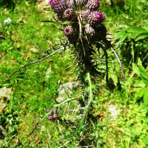 Photographie n°2863753 du taxon Cirsium palustre (L.) Scop. [1772]