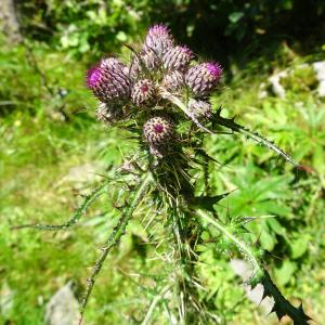 Photographie n°2863754 du taxon Cirsium palustre (L.) Scop. [1772]