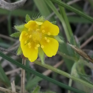 Photographie n°2863758 du taxon Potentilla verna L. [1753]