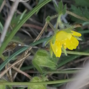 Photographie n°2863759 du taxon Potentilla verna L. [1753]