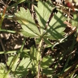 Photographie n°2863760 du taxon Potentilla verna L. [1753]