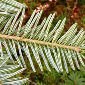 Photographie n°2863783 du taxon Abies alba Mill. [1768]