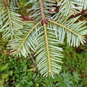 Photographie n°2863785 du taxon Abies alba Mill. [1768]