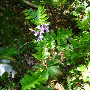 Photographie n°2863797 du taxon Vicia sepium L. [1753]