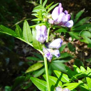 Photographie n°2863798 du taxon Vicia sepium L. [1753]