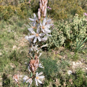 Asphodelus cerasiferus