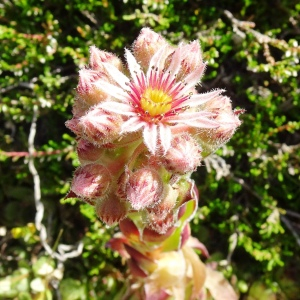 Photographie n°2864834 du taxon Sempervivum montanum L. [1753]