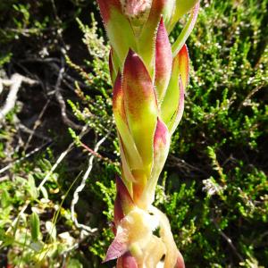 Photographie n°2864837 du taxon Sempervivum montanum L. [1753]