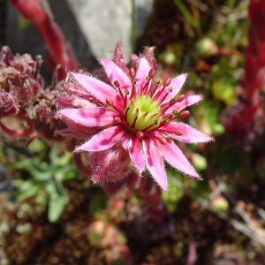 Photographie n°2864838 du taxon Sempervivum montanum L. [1753]