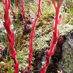 Photographie n°2864839 du taxon Sempervivum montanum L. [1753]