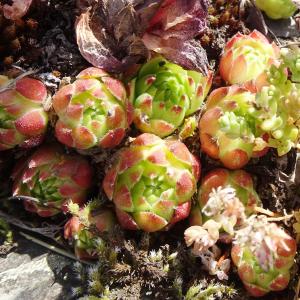 Photographie n°2864841 du taxon Sempervivum montanum L. [1753]