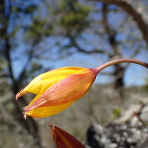 Photographie n°2865888 du taxon Tulipa sylvestris subsp. australis (Link) Pamp.