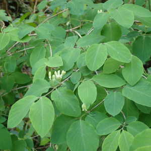 Photographie n°2865903 du taxon Lonicera xylosteum L.