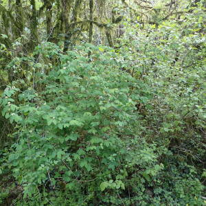 Photographie n°2865904 du taxon Lonicera xylosteum L.