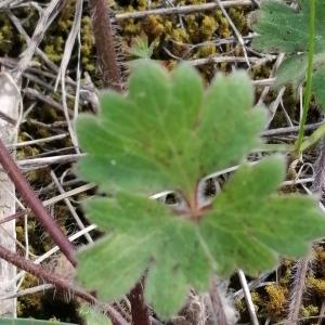 Photographie n°2865959 du taxon Ranunculus bulbosus L. [1753]