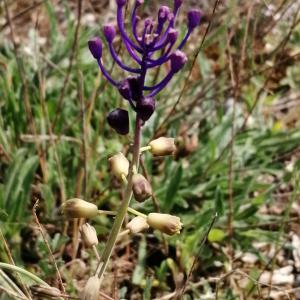 Photographie n°2866002 du taxon Muscari comosum (L.) Mill. [1768]