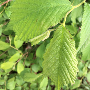 Photographie n°2866004 du taxon Ulmus glabra Huds. [1762]