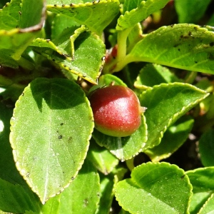 Photographie n°2866037 du taxon Rhamnus pumila Turra [1764]