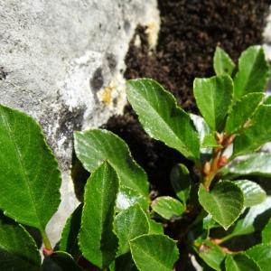 Photographie n°2866039 du taxon Rhamnus pumila Turra [1764]