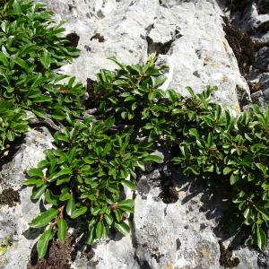 Photographie n°2866041 du taxon Rhamnus pumila Turra [1764]