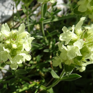 Photographie n°2866053 du taxon Sideritis hyssopifolia L. [1753]