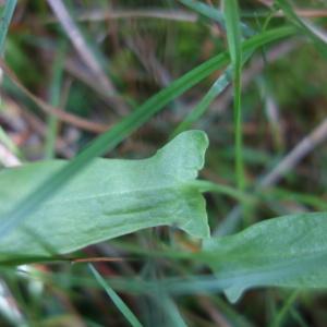 Photographie n°2867069 du taxon Rumex acetosella L. [1753]
