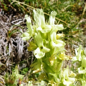 Photographie n°2868032 du taxon Sideritis hyssopifolia L. [1753]