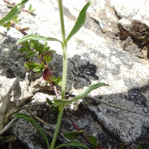 Photographie n°2868033 du taxon Sideritis hyssopifolia L. [1753]