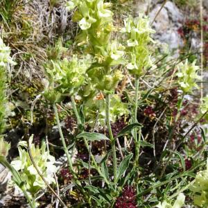 Photographie n°2868034 du taxon Sideritis hyssopifolia L. [1753]