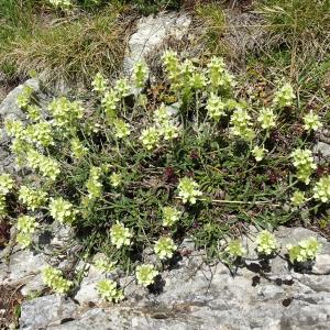 Photographie n°2868035 du taxon Sideritis hyssopifolia L. [1753]