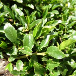Photographie n°2868097 du taxon Rhamnus pumila Turra [1764]