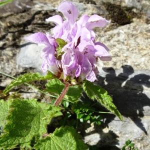  - Lamium maculatum (L.) L. [1763]