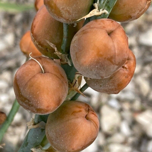 Asphodelus cerasiferus