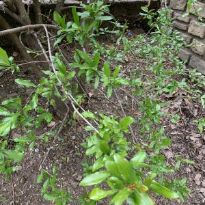 Photographie n°2873006 du taxon Punica granatum L. [1753]