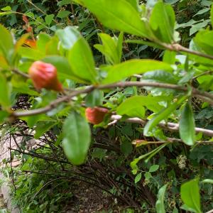 Photographie n°2873007 du taxon Punica granatum L. [1753]