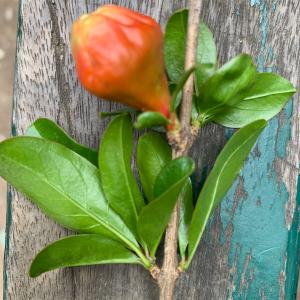 Photographie n°2873008 du taxon Punica granatum L. [1753]