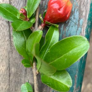 Photographie n°2873009 du taxon Punica granatum L. [1753]