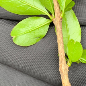 Photographie n°2873014 du taxon Punica granatum L. [1753]