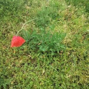 Photographie n°2873065 du taxon Papaver rhoeas L.