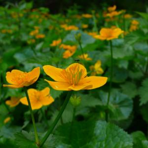 Photographie n°2874235 du taxon Caltha palustris L. [1753]