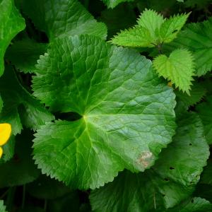 Photographie n°2874236 du taxon Caltha palustris L. [1753]