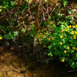 Photographie n°2874257 du taxon Caltha palustris L. [1753]