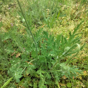 Photographie n°2874268 du taxon Papaver rhoeas L.