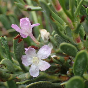 Photographie n°2874299 du taxon Limoniastrum monopetalum (L.) Boiss.