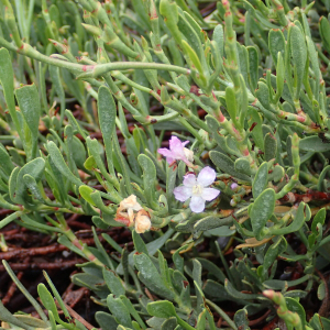 Photographie n°2874300 du taxon Limoniastrum monopetalum (L.) Boiss.