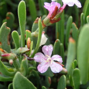 Photographie n°2874323 du taxon Limoniastrum monopetalum (L.) Boiss.