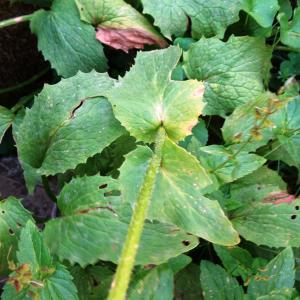 Photographie n°2875139 du taxon Doronicum grandiflorum Lam. [1786]